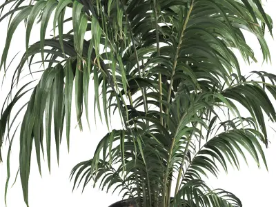 indoor plant 013 3D model