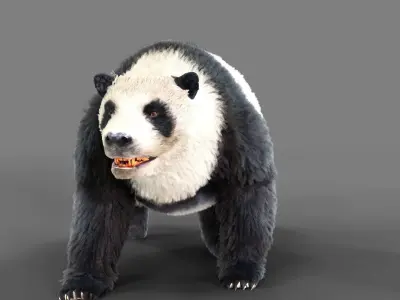 Fur Panda Bear animated Low-poly 3D model