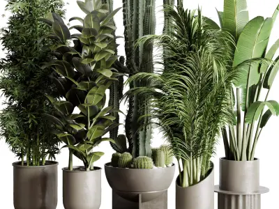 indoor plant ravenala  rubbery palm bamboo cactus concrete dirt  3D model