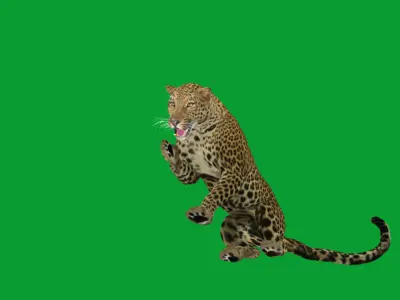 Arabian Leopard Low-poly 3D model