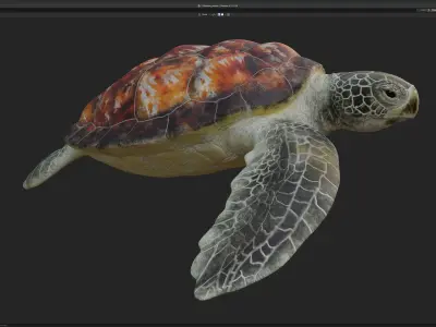 Chelonia mydas - Green sea turtle Low-poly 3D model