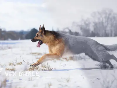 German Shepherd Rigged 3D model