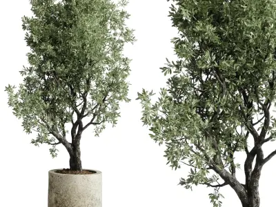 outdoor plant set 154 pot old olive tree concrete old vase Low-poly 3D model