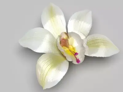 Vanilla Flower 3D model