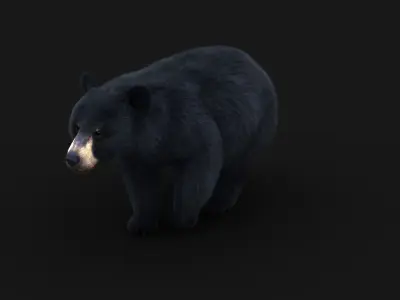 Black Bear ANIMATED Xgen core 3D model
