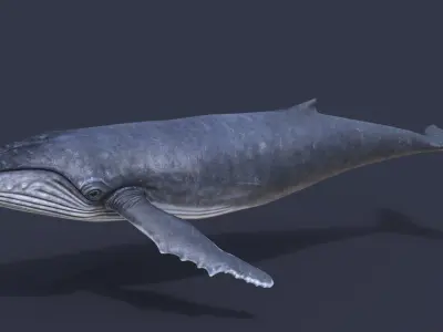 Humpback whale PBR  Low-poly 3D model