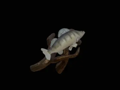 ZANDER  PIKEPERCH UNDERWATER STATUE ON THE WALL DETAILED TEXTURE 3D print model