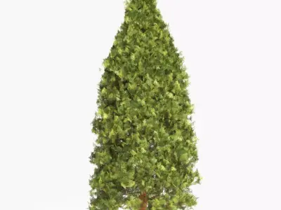 Garden thuja Free 3D model