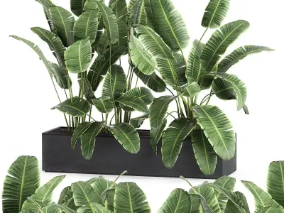 Banana in a pot for the interior 760 3D model