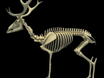 Realistic Deer Skeleton 3D model