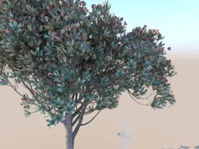 Bronze loquat eriobotrya deflexa young 3D model