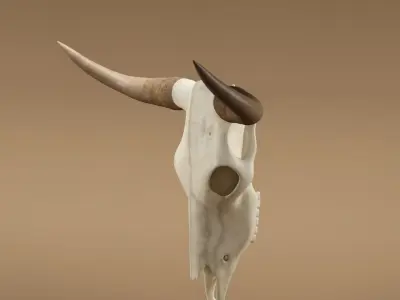 Cow skull 3D model