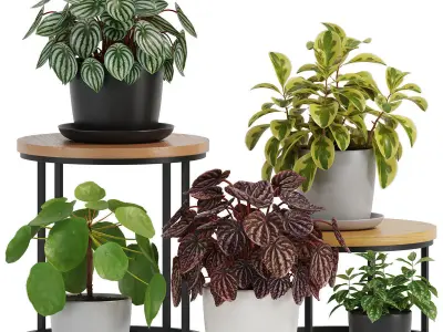 plants collection 01