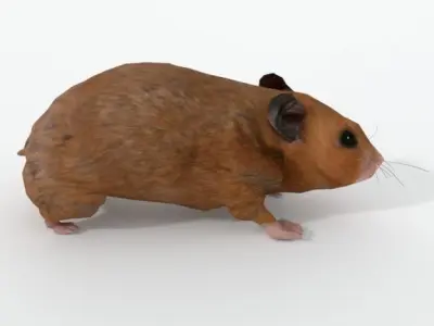 Syrian Hamster Low-poly 3D model