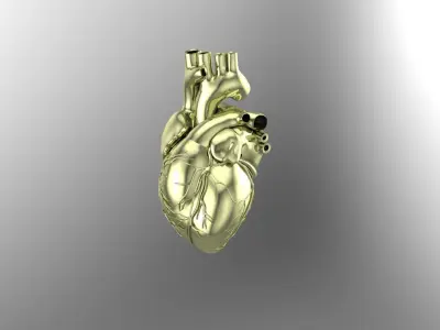 Heart 3D print model