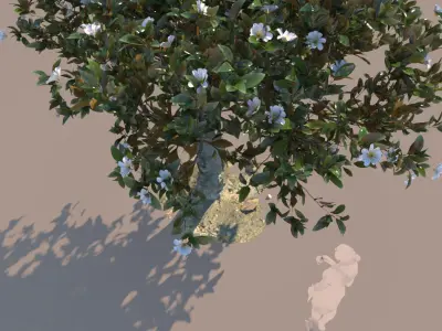 ficus tree nitida flowering 3D model
