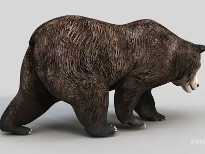Brown Bear PRO 3D model