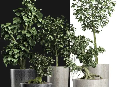 Plants Collection 199 Sageretia Theezans 3D model