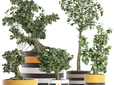 Plants Collection 194 Sageretia Theezans Mini Bonsai 3D model purchase