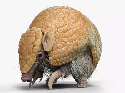 Armadillo Animated  VFX Grace 3D model
