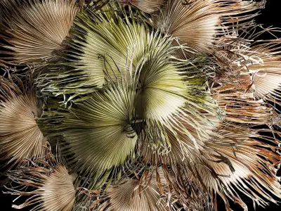 Wall panel made of dried flowers leaves of palm branches 307 3D model