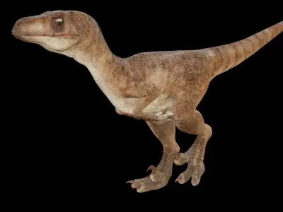 Raptor 3D model