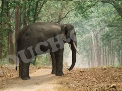 Elephant in circle 3D model