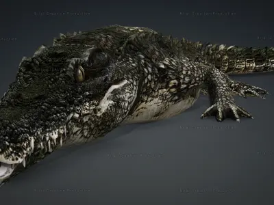 CROCODILE RIGGED ANIMATED 7 3D model