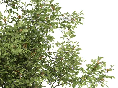 Indoor plant set 03 3D model