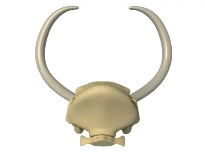 Woolly Mammoth Skull 3D model