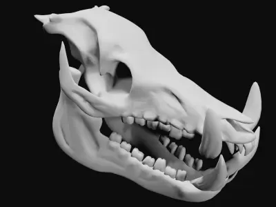 Boar Skull Low-poly 3D model