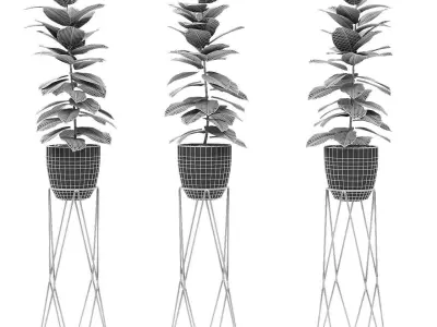 Plant in Pot Flowerpot Exotic Plant 3D model 19
