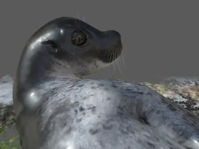 Common Seal Rigged Low-poly 3D model