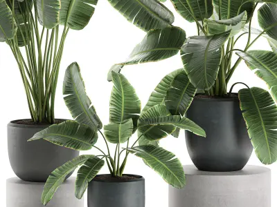 Decorative banana palms in flower pots for the interior 587 3D model