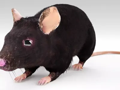 Realistic Mouse rat Low-poly 3D model