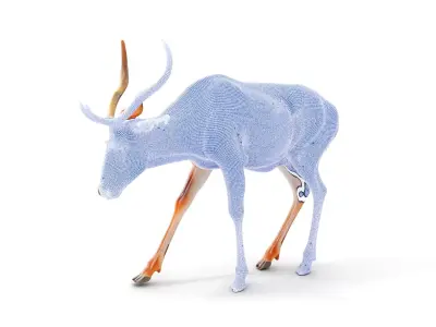 Elegant Buck Model Pack for Realistic Wildlife Scenes Low-poly 3D model