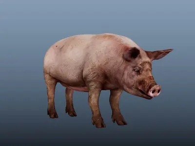 Pig Animated VFX Grace Low-poly 3D model