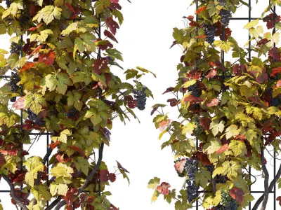 Vines Grapes 3D model