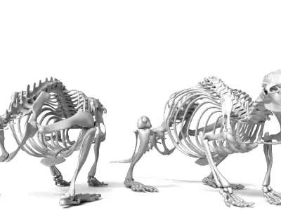 Rat Skeleton 3D Model 3D model