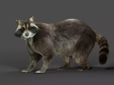 3D Fur Raccoon Rigged in Blender Low-poly 3D model