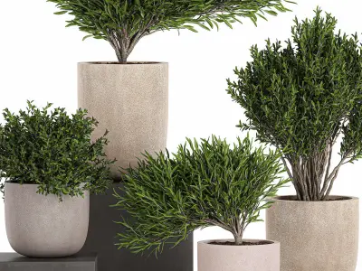 Decorative tree in a flowerpots 803 3D model