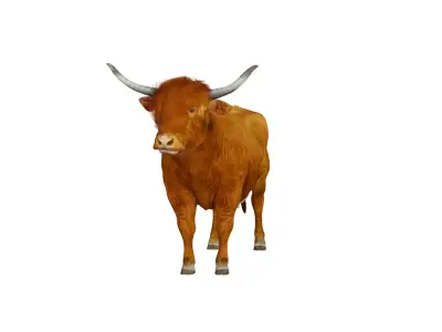 Highland Cattle Low-poly 3D model