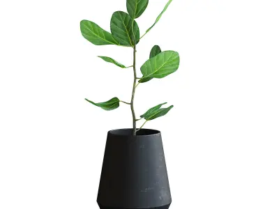 Ficus Plant II 3D model