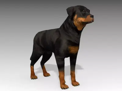 Rottweiler Animated Low-poly 3D model