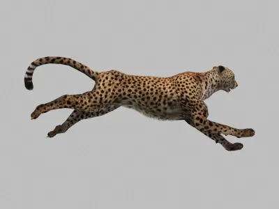 cheetah run 3D model