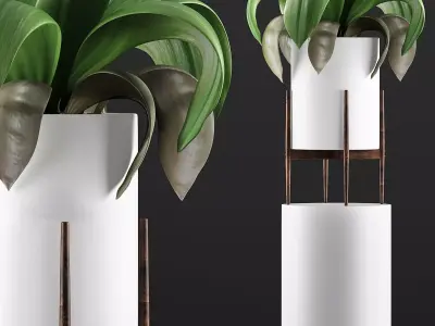 Plants Collection 91 3D model