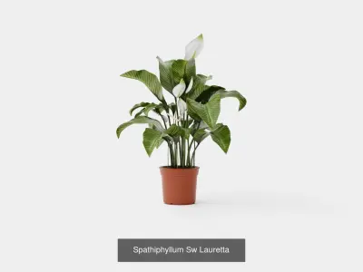 Collection of Houseplants - 5 Models