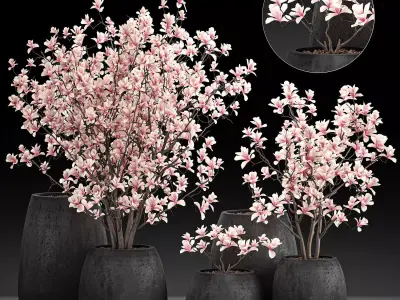 Decorative magnolia trees in a black flowerpots 807 3D model