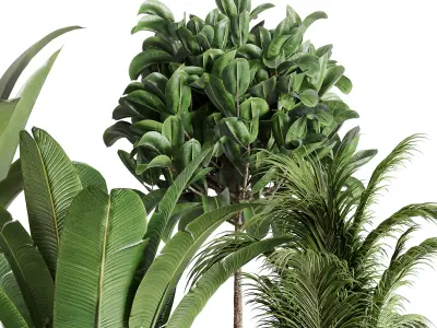 indoor plant ravenala ficus rubbery palm stand vase concrete 3D model