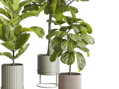 Ficus Lyrata plants - indoor plant set 350 in a concrete pot Low-poly 3D model